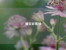 唯足彩看球
