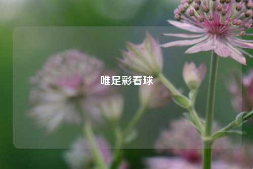 唯足彩看球